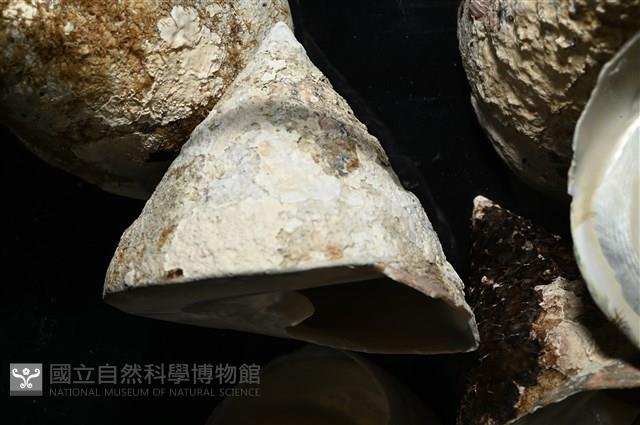 銀塔鐘螺藏品圖，第4張