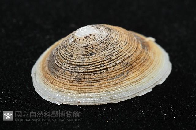 尖頂梳齒笠螺藏品圖，第4張