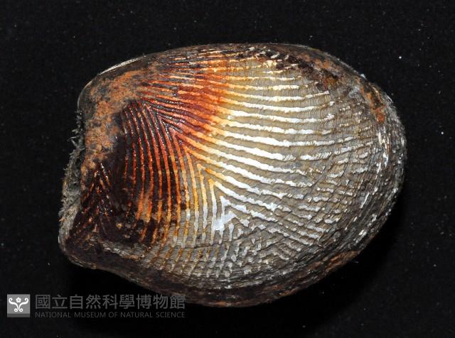 銀錦蛤藏品圖，第4張