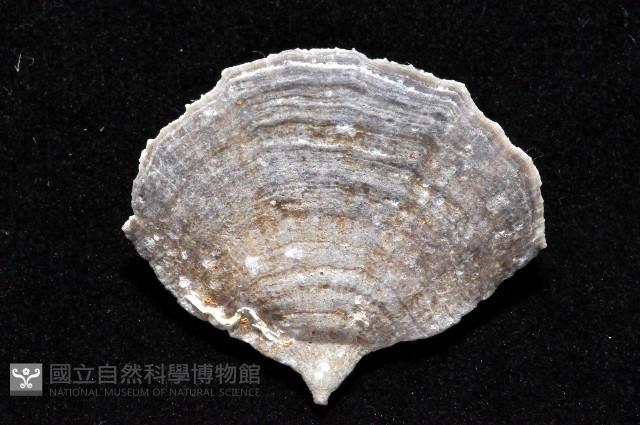 優雅扇形珊瑚藏品圖，第4張