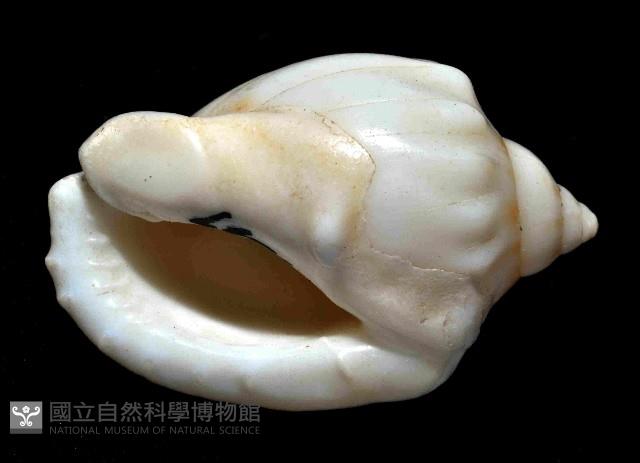 斑點小鬘螺藏品圖，第4張