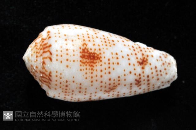 飛蠅芋螺藏品圖，第4張