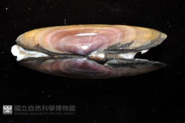 西施舌藏品圖，第4張