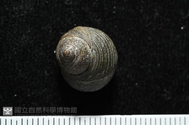 澳洲草蓆鐘螺藏品圖，第4張