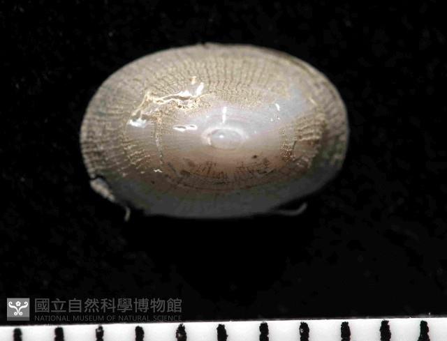未知種深海笠螺藏品圖，第4張