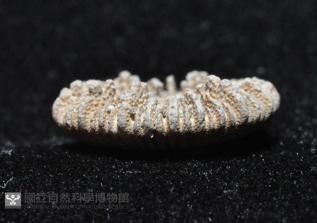 太平洋花葉珊瑚藏品圖，第4張