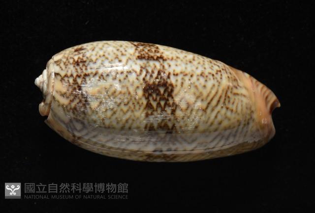 金唇榧螺藏品圖，第4張