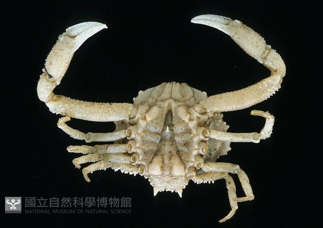 仿泡粒長螯蟹藏品圖，第4張