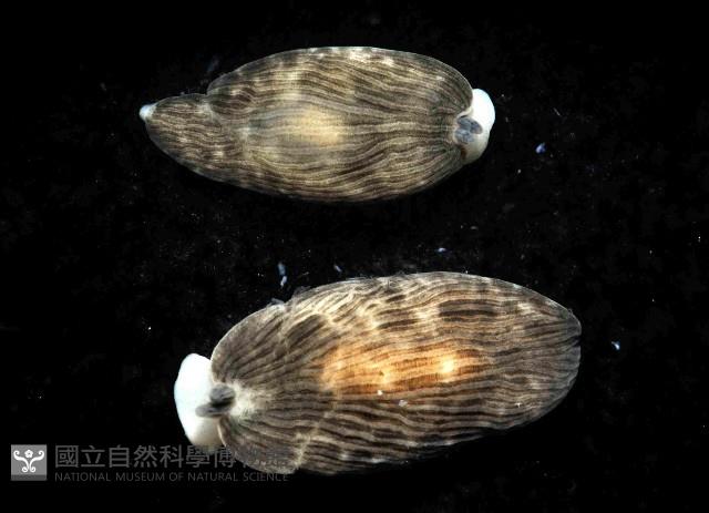 條紋片鰓海蛞蝓藏品圖，第4張