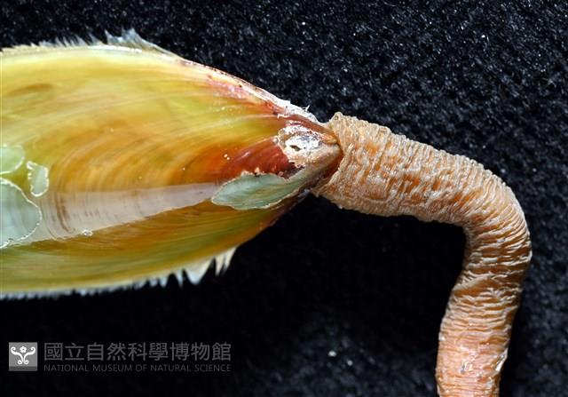 亞氏海豆芽藏品圖，第4張