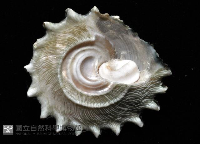布希氏星螺藏品圖，第4張