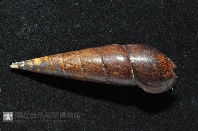 黑蜷藏品圖，第4張