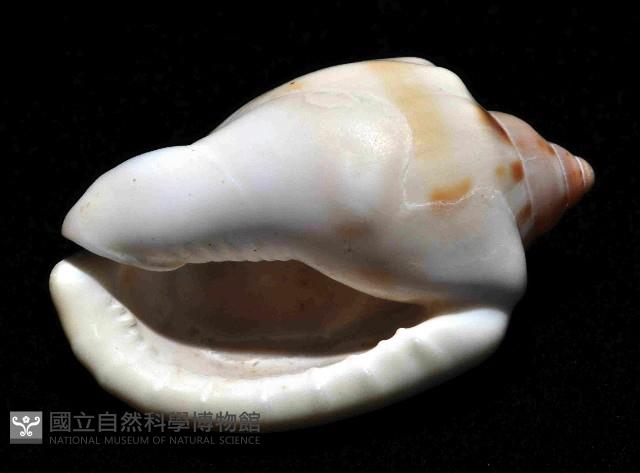 斑點小鬘螺藏品圖，第4張