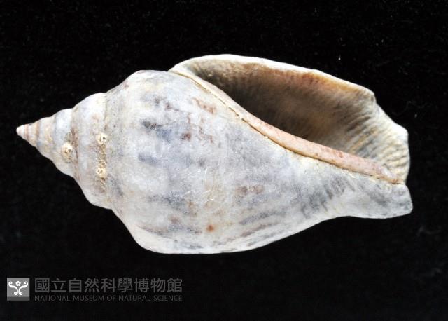 黑嘴鳳凰螺藏品圖，第4張
