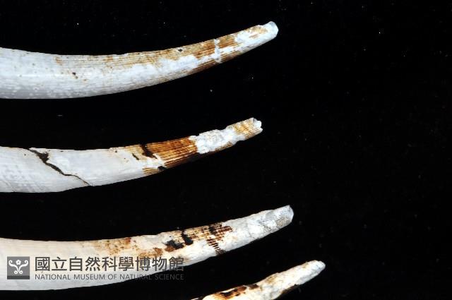 稜象牙貝之一種藏品圖，第4張