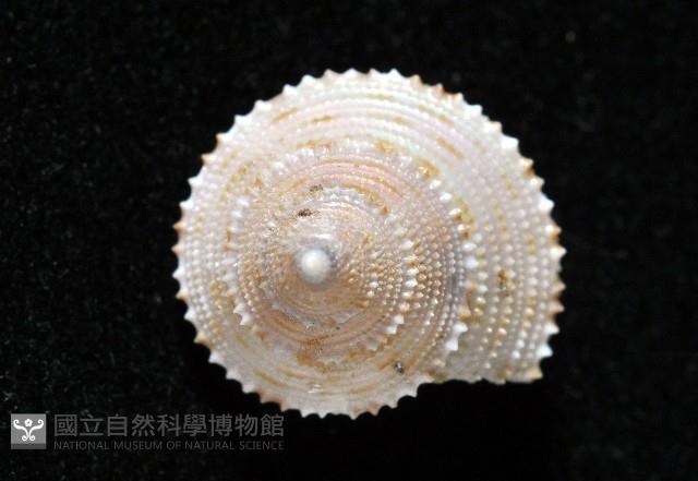 麗口螺之一種藏品圖，第4張