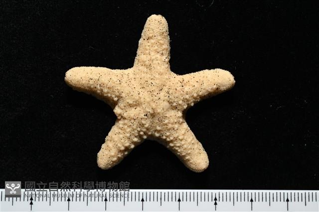 花冠海燕藏品圖，第4張