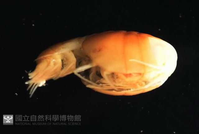 未知種隱首鉤蝦藏品圖，第4張