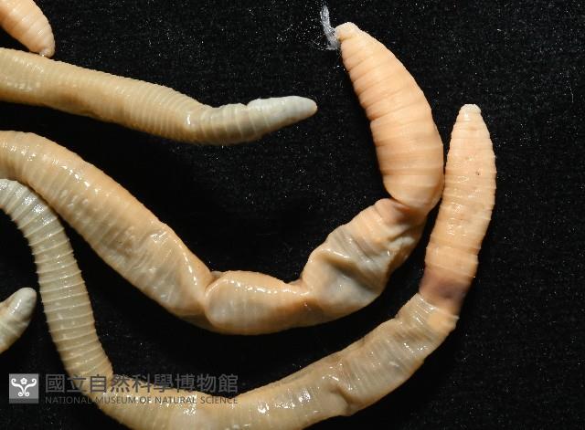 力里遠環蚓藏品圖，第4張