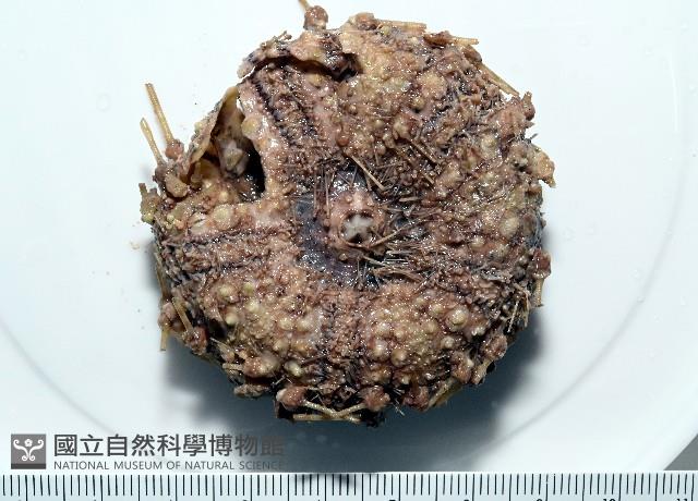 裸隱肛海膽藏品圖，第4張