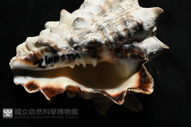 短拳螺藏品圖，第4張