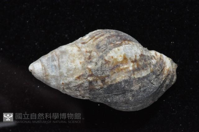 褐線峨螺藏品圖，第4張