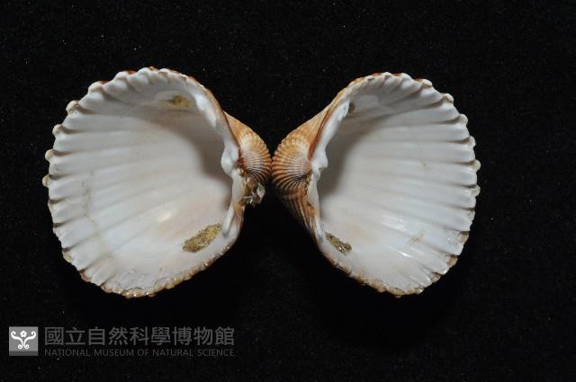 結瘤鳥尾蛤藏品圖，第4張