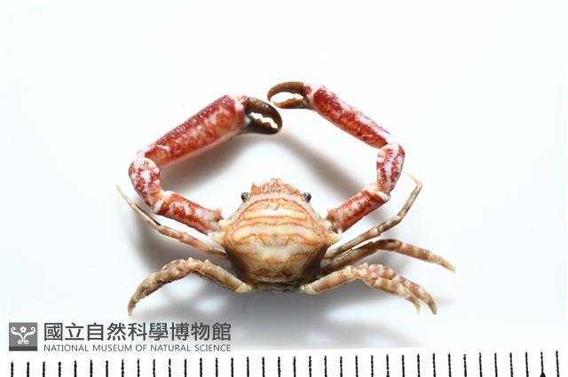 白紋短角蟹藏品圖，第4張
