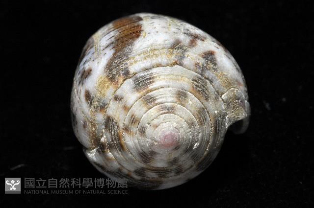 登錄號:006332-00034藏品圖，第4張