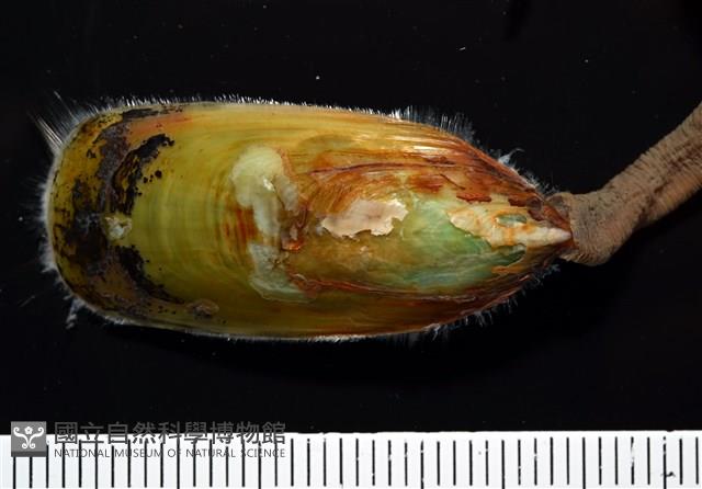 亞氏海豆芽藏品圖，第4張