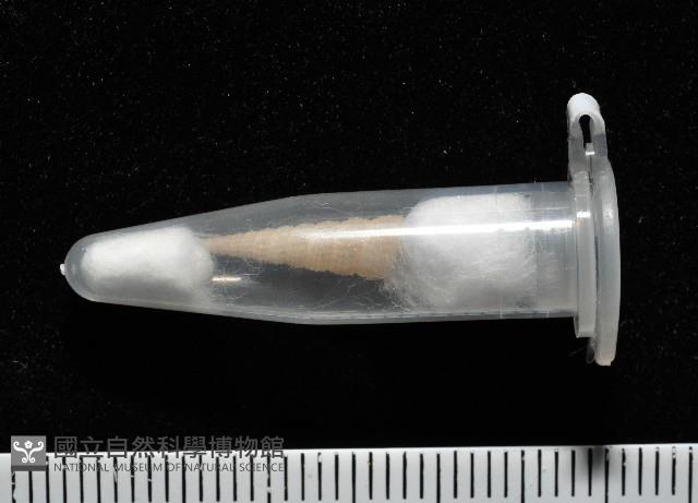 未知種左錐螺藏品圖，第4張