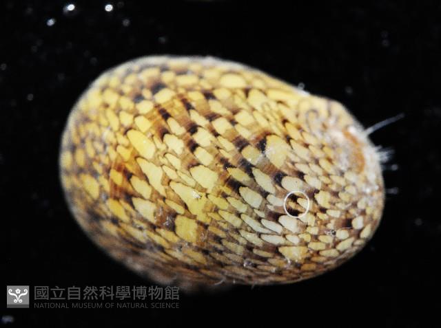 火之島蜑螺藏品圖，第4張