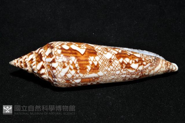 孟加拉芋螺藏品圖，第4張