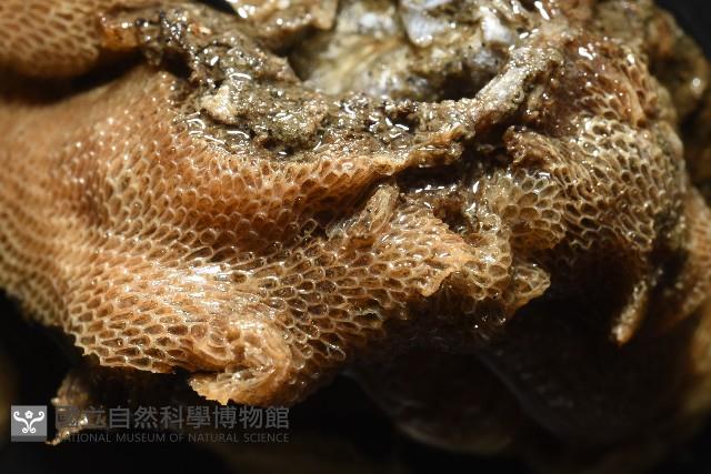未知種苔蘚蟲藏品圖，第4張