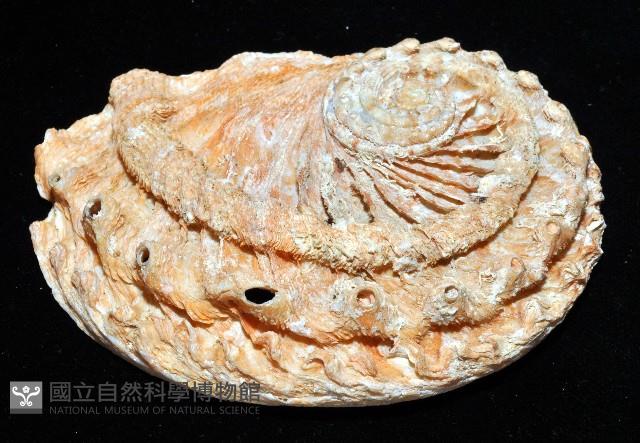 旋梯鮑螺藏品圖，第4張