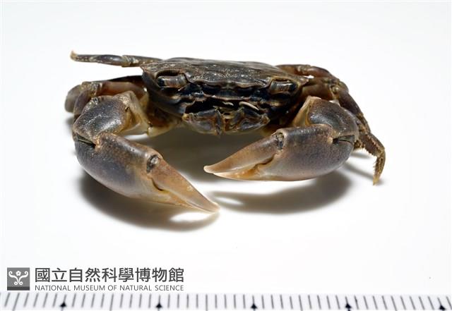 平背蜞藏品圖，第4張