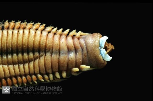 未知種磯沙蠶藏品圖，第4張