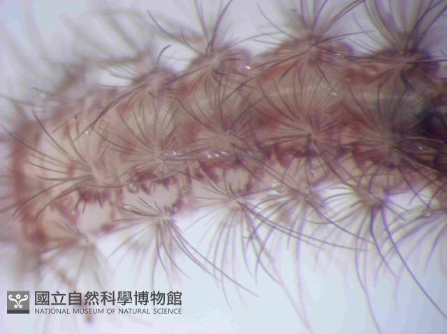 未知種毛馬陸藏品圖，第4張
