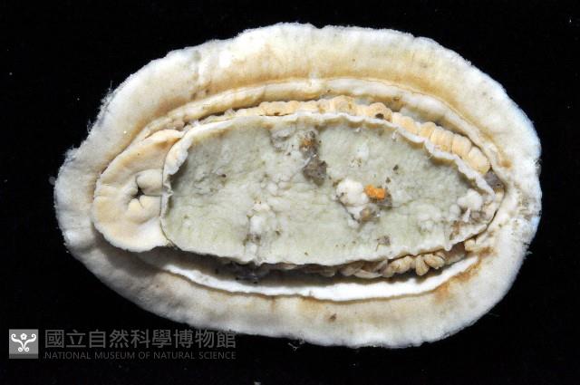 大駝石鱉(日本花棘石鱉)藏品圖，第4張