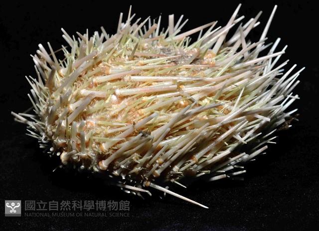 武裝月神海膽藏品圖，第4張