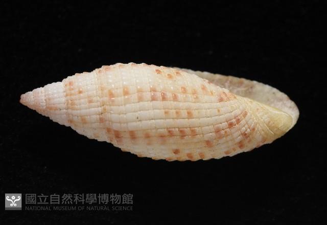 蝶斑筆螺藏品圖，第4張