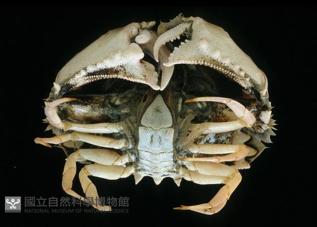 逍遙饅頭蟹藏品圖，第4張