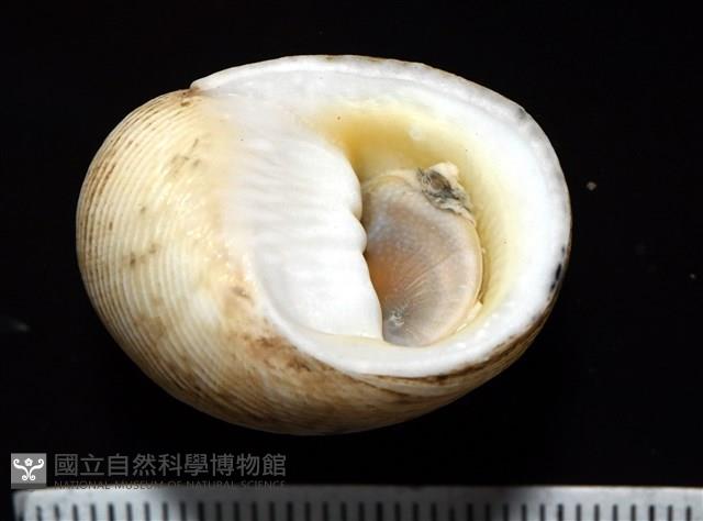 高腰蜑螺藏品圖，第4張