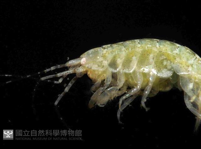 未知種端足類藏品圖，第4張