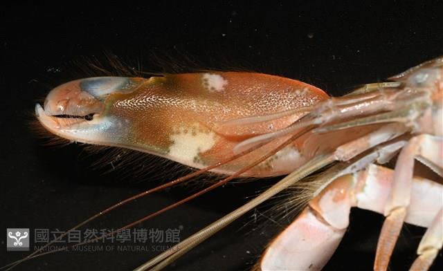 劍脊槍蝦藏品圖，第4張