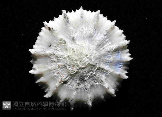 韋氏冠杯珊瑚藏品圖，第4張