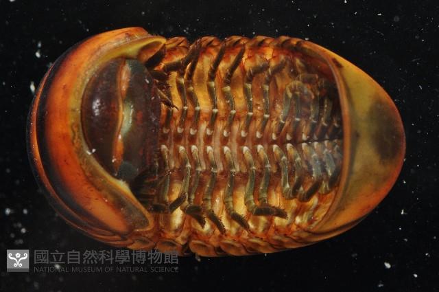 未知種球馬陸藏品圖，第4張