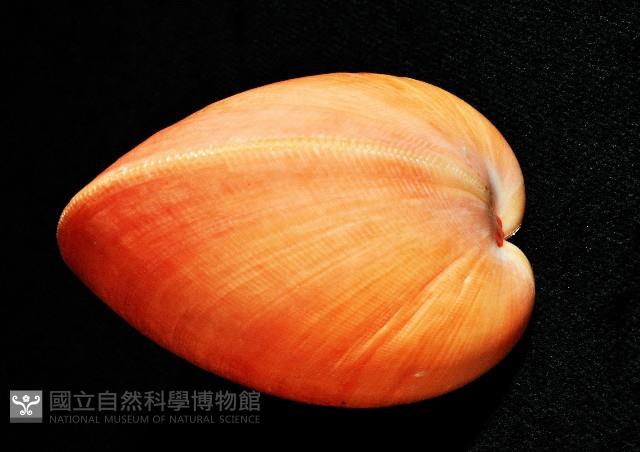 金絲鳥尾蛤藏品圖，第4張