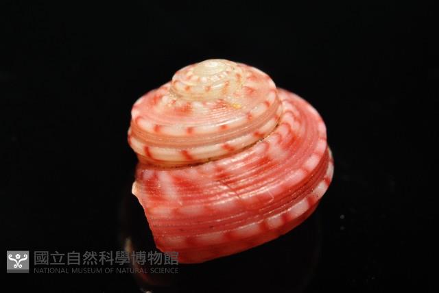 微風蠑螺藏品圖，第4張