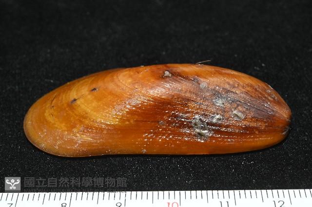 平端深海殼菜蛤藏品圖，第4張